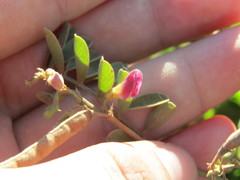 Tephrosia cinerea