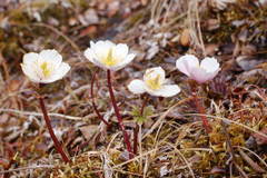 Trollius chartosepalus