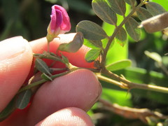 Tephrosia cinerea