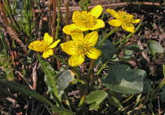 Caltha arctica