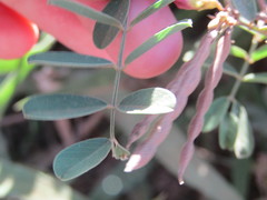 Tephrosia cinerea