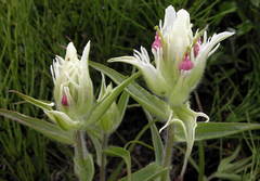 Castilleja pavlovii