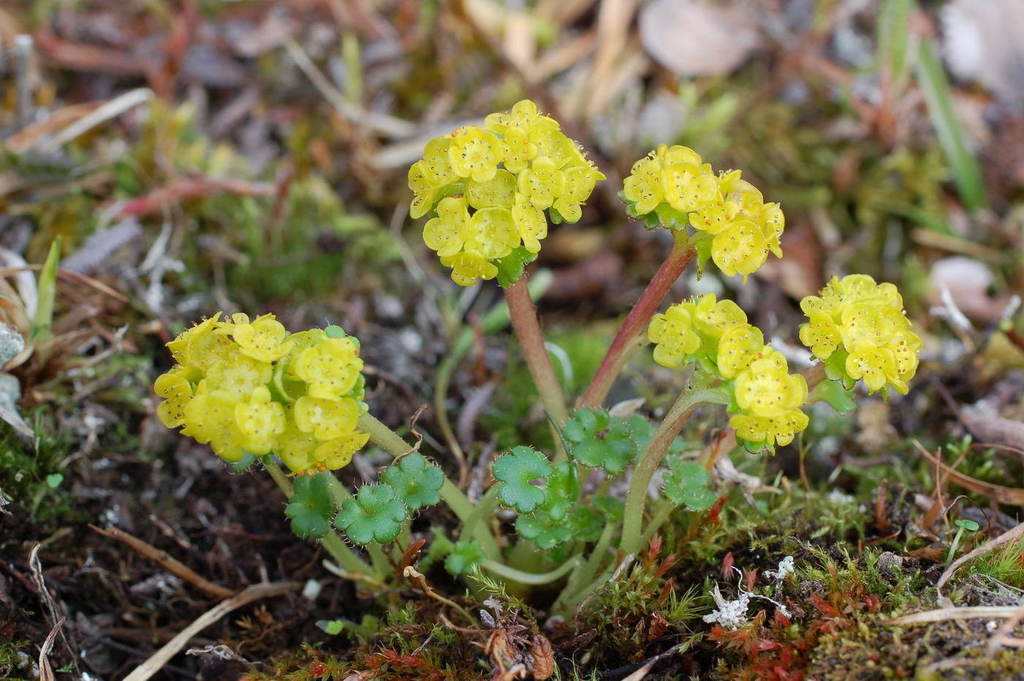 Wright's Golden-saxifrage