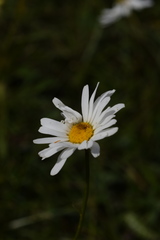 Leucanthemum heterophyllum