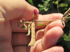 Tephrosia cinerea
