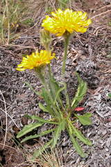Crepis chrysantha