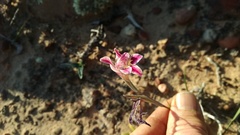 Gladiolus taubertianus