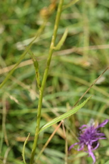Leucanthemum heterophyllum