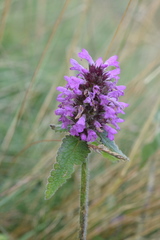 Betonica hirsuta