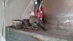 Streptopelia senegalensis
