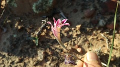 Gladiolus taubertianus