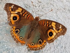 Junonia genoveva