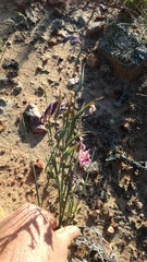 Gladiolus taubertianus