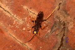 Leptodialepis