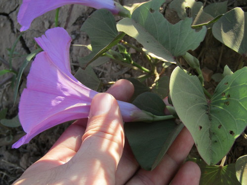Image of Ipomoea asarifolia by (c) Breno Figueiredo, some rights reserved (CC BY)