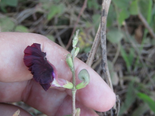 Image of Macroptilium bracteatum by (c) Breno Figueiredo, some rights reserved (CC BY)