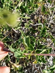 Commicarpus australis