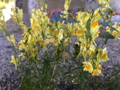 Linaria vulgaris