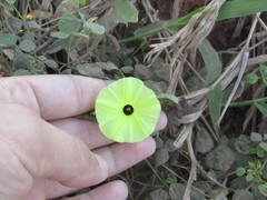 Ipomoea longeramosa