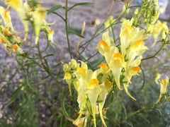 Linaria vulgaris