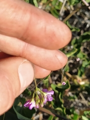 Commicarpus australis