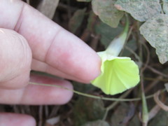Ipomoea longeramosa
