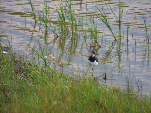 Northern Lapwing