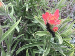 Chlosyne leanira elegans