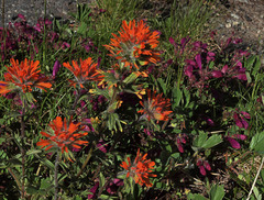 Castilleja hispida hispida