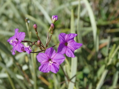 Commicarpus australis