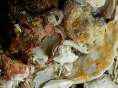 Apletodon pellegrini