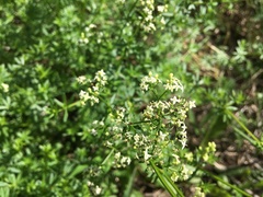 Galium