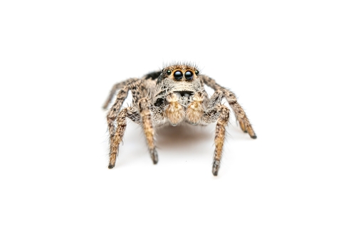 Habronattus waughi