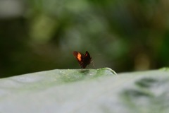 Koruthaialos rubecula