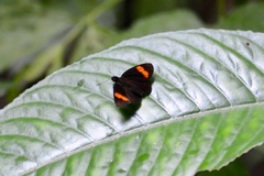 Koruthaialos rubecula