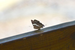 Dodona deodata