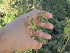 Blainvillea gayana