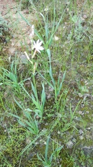 Chlorophytum viscosum