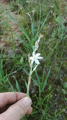 Chlorophytum viscosum