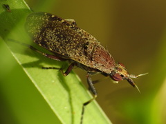 Euthycera cribrata
