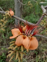 Erythrina velutina