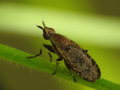 Euthycera cribrata