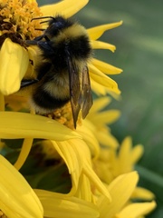 Bombus sporadicus
