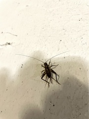 Gryllomorpha