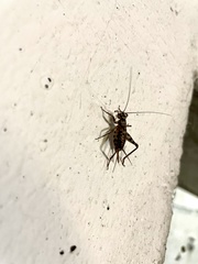 Gryllomorpha