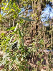 Melaleuca viminalis viminalis