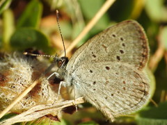 Zizeeria knysna