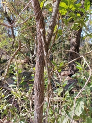 Melaleuca viminalis viminalis