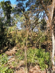 Melaleuca viminalis viminalis