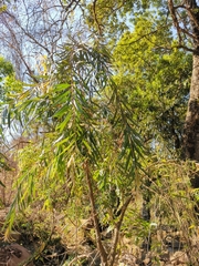 Melaleuca viminalis viminalis
